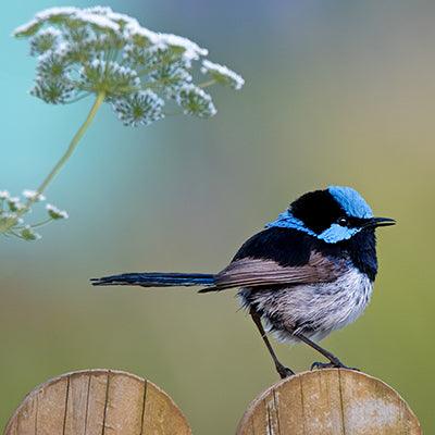 Blue Wren Fence - Full Drill 5D DIY Diamond Painting Kits - Diamond Art Dezigns