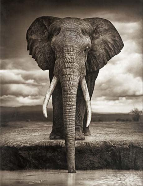 Elephant at Water - Full Drill 5D DIY Diamond Painting Kits - Diamond Art Dezigns