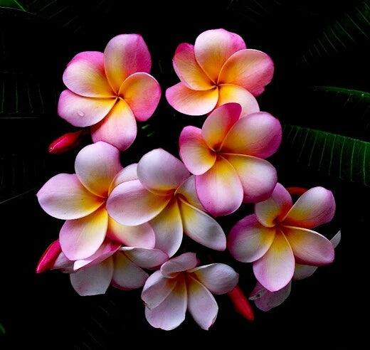 Frangipani - Diamond Art Dezigns