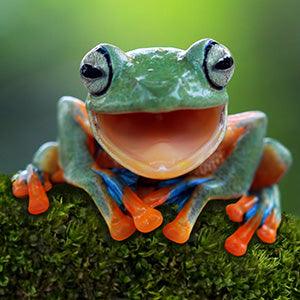 Frog Laughing - Full Drill 5D DIY Diamond Painting Kits - Diamond Art Dezigns