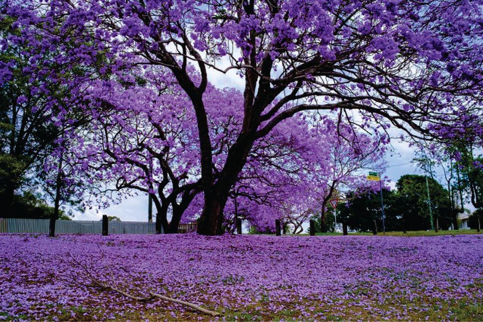 Jacaranda Tree - Full Drill 5D DIY Diamond Painting Kits - Diamond Art Dezigns