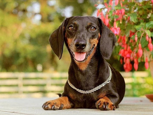 Dachshund - Full Drill 5D DIY Diamond Painting Kits - Diamond Art Dezigns
