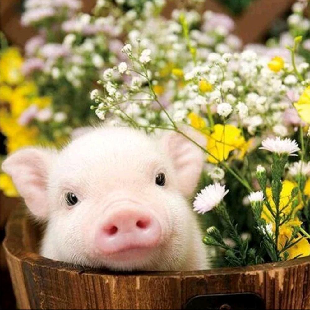 Piggy Flowers - Full Drill 5D DIY Diamond Painting Kits - Diamond Art Dezigns