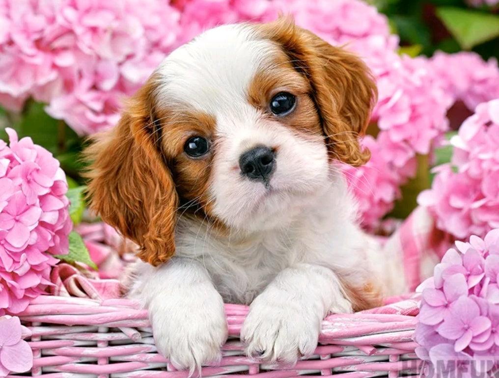 Puppy Pink Flowers - Full Drill 5D DIY Diamond Painting Kits - Diamond Art Dezigns