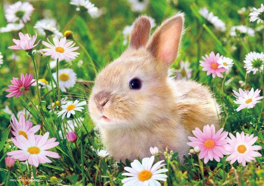 Bunny Daisy - Full Drill 5D DIY Diamond Painting Kits - Diamond Art Dezigns