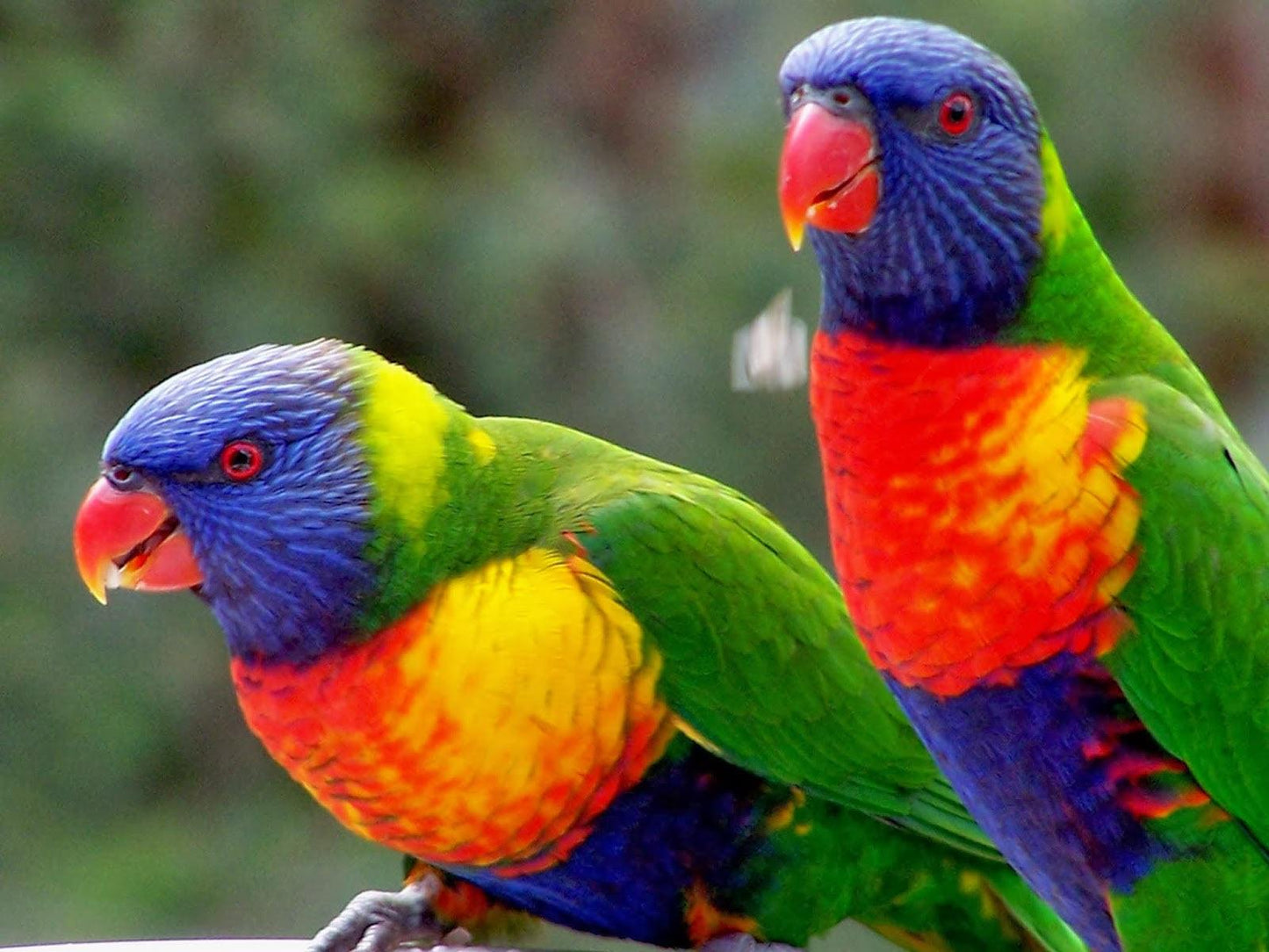 Lorikeets - Full Drill 5D DIY Diamond Painting Kits - Diamond Art Dezigns
