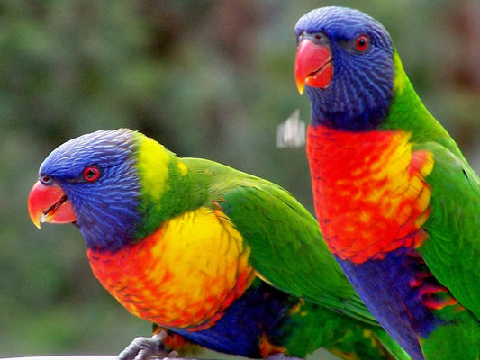 Lorikeets - Full Drill 5D DIY Diamond Painting Kits - Diamond Art Dezigns