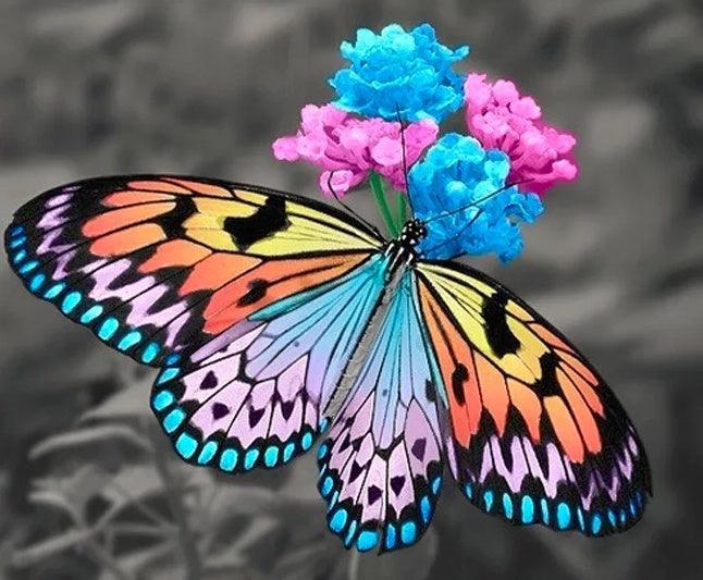 Butterfly Wings - Full Drill 5D DIY Diamond Painting Kits - Diamond Art Dezigns