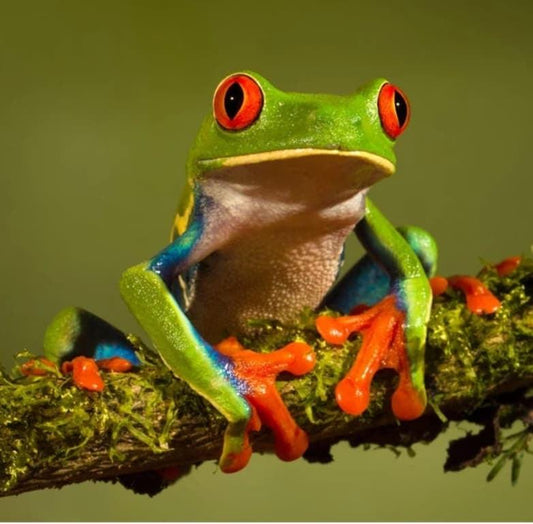 Frog - Full Drill 5D DIY Diamond Painting Kits - Diamond Art Dezigns