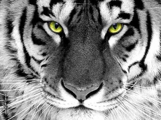 Tiger Eyes - Full Drill 5D DIY Diamond Painting Kits - Diamond Art Dezigns