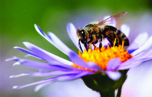 Bee Flower - Full Drill 5D DIY Diamond Painting Kits - Diamond Art Dezigns