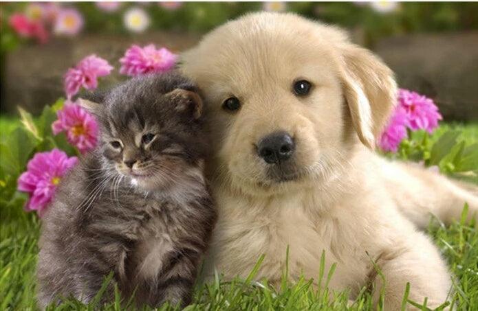 Puppy & Kitten - Full Drill 5D DIY Diamond Painting Kits - Diamond Art Dezigns