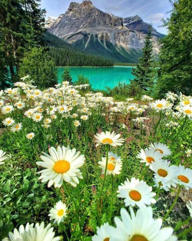 Daisy Mountains - Full Drill 5D DIY Diamond Painting Kits - Diamond Art Dezigns