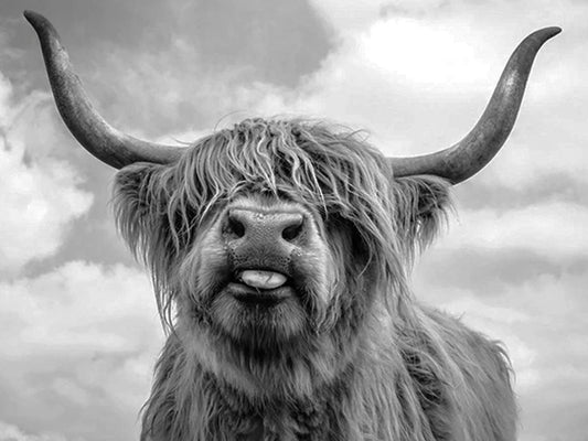 Highland Cow - Full Drill 5D DIY Diamond Painting Kits - Diamond Art Dezigns