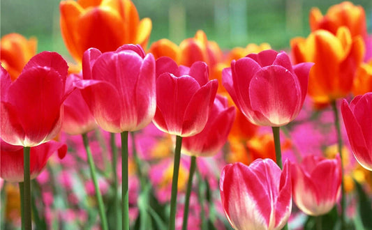 Pink Garden