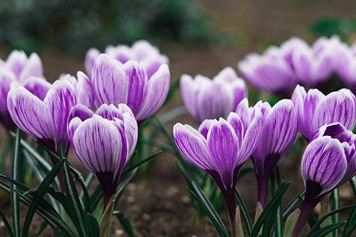 Purple Crocus Flower - Full Drill 5D DIY Diamond Painting Kits - Diamond Art Dezigns
