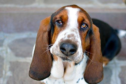 Basset Hound - Diamond Art Dezigns