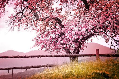 Blossom Tree - Diamond Art Dezigns