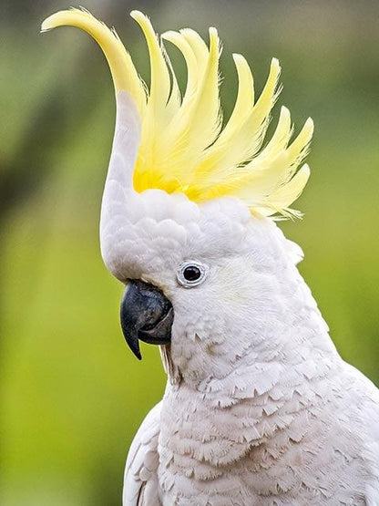 Cockatoo Crest - Diamond Art Dezigns