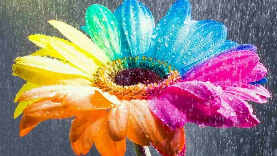 Gerbera Rainbow - Diamond Art Dezigns