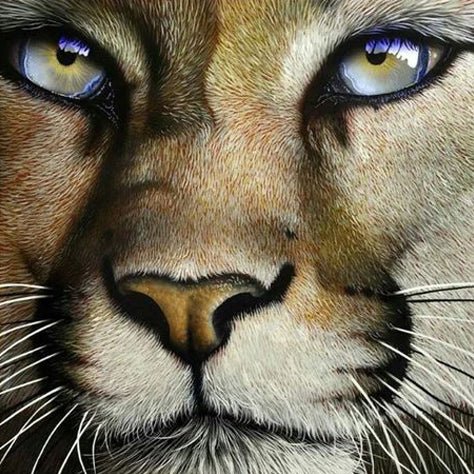 Lioness - Diamond Art Dezigns