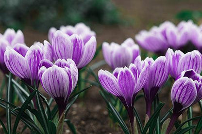 Purple Crocus Flower - Diamond Art Dezigns