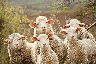 Sheep Flock - Diamond Art Dezigns