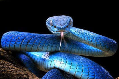 Snake Blue - Diamond Art Dezigns