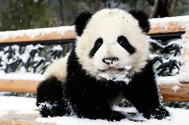Snowy Panda - Diamond Art Dezigns