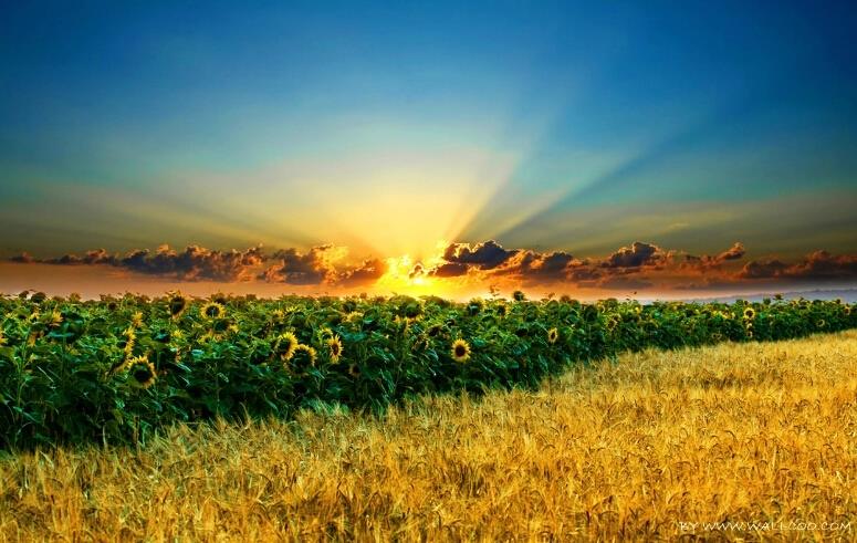 Sunflower Rise - Diamond Art Dezigns