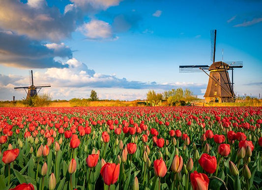Tulip Windmill - Diamond Art Dezigns