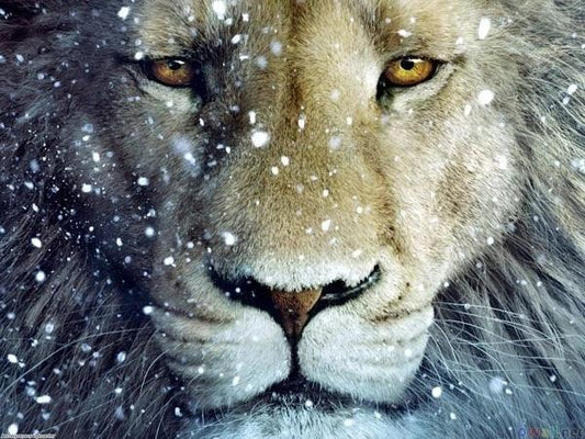 Snow Lion - Full Drill 5D DIY Diamond Painting Kits - Diamond Art Dezigns