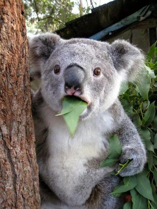 Koala - Full Drill 5D DIY Diamond Painting Kits - Diamond Art Dezigns