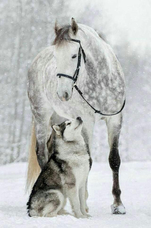 Wolf Horse Snowy - Full Drill 5D DIY Diamond Painting Kits - Diamond Art Dezigns