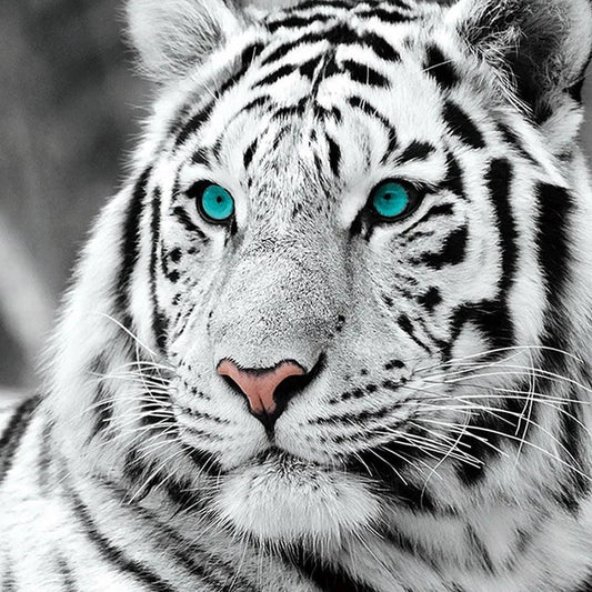 Tiger Eyes Blue - Full Drill 5D DIY Diamond Painting Kits - Diamond Art Dezigns