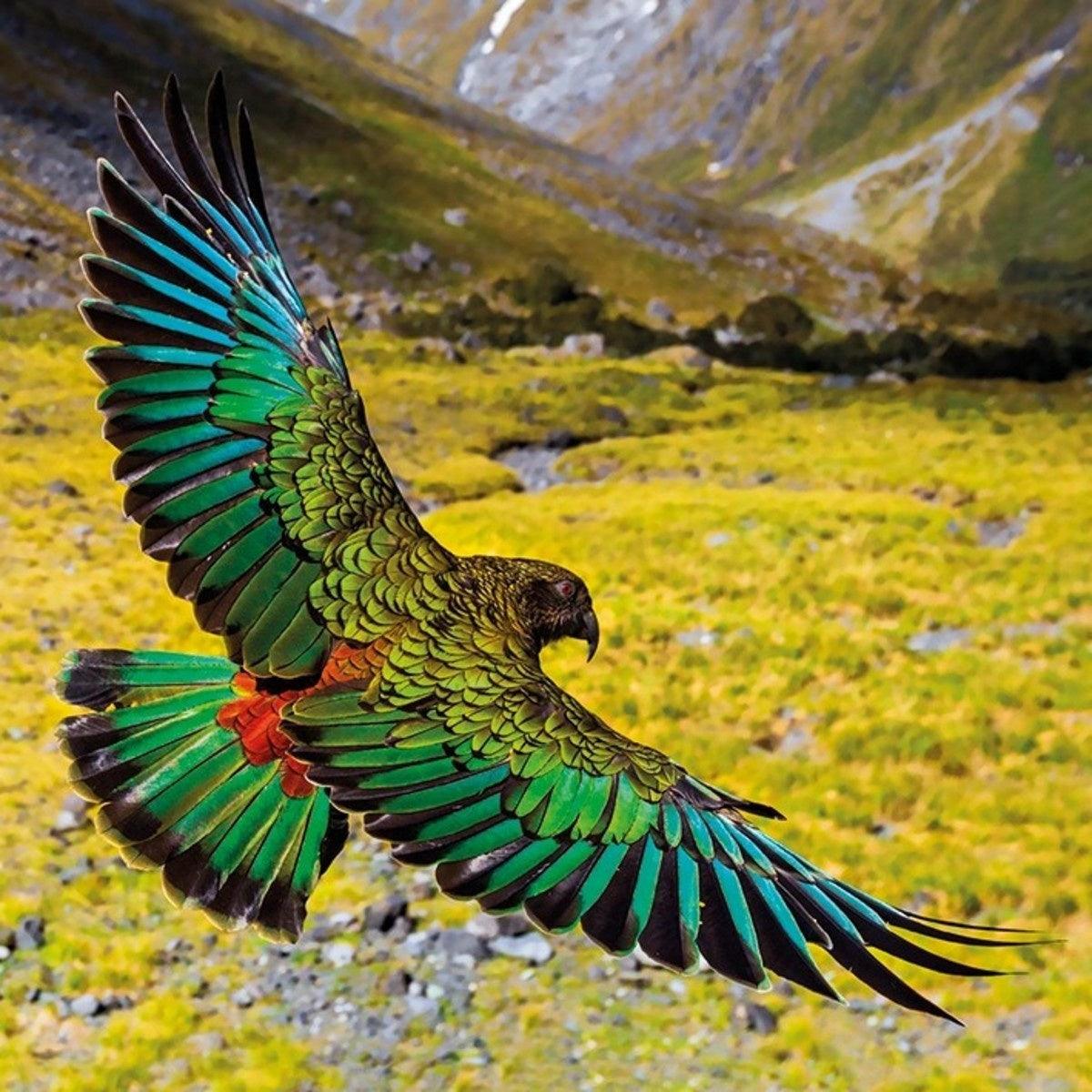 Kea Bird Flying - Full Drill 5D DIY Diamond Painting Kits - Diamond Art Dezigns