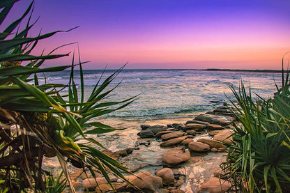 Sunset Pandanus - Diamond Art Dezigns