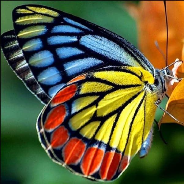 Butterfly Rainbow - Diamond Art Dezigns
