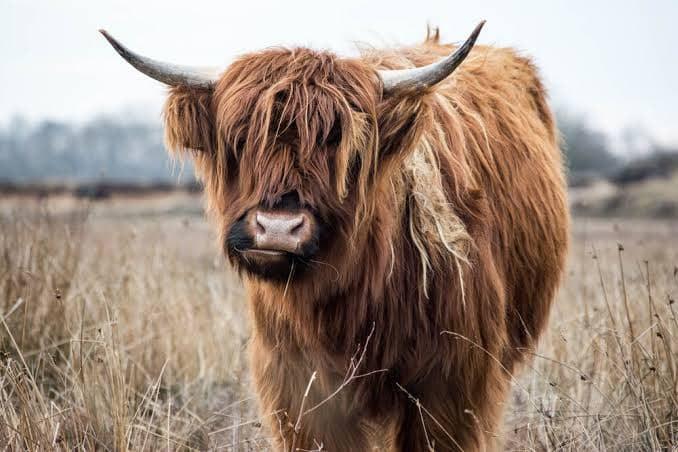 Highland Cow Grass - Full Drill 5D DIY Diamond Painting Kits - Diamond Art Dezigns