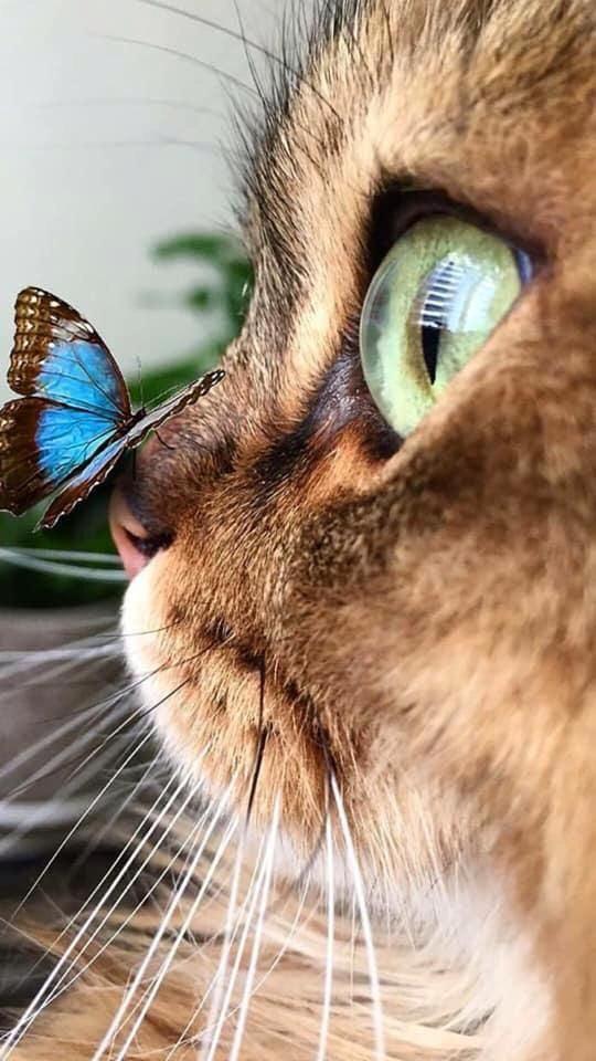 Kitten Butterfly Eyes - Full Drill 5D DIY Diamond Painting Kits - Diamond Art Dezigns
