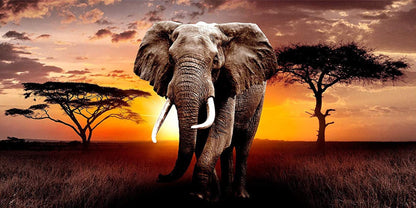Elephant Africa Sunset - Diamond Art Dezigns