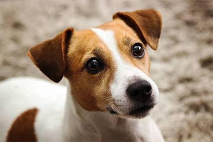 Jack Russell Dog - Diamond Art Dezigns