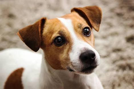 Jack Russell Dog - Diamond Art Dezigns