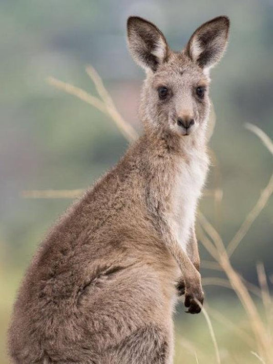 Kangaroo Grey - Diamond Art Dezigns