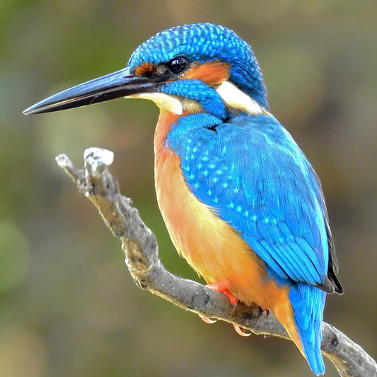 Kingfisher - Diamond Art Dezigns