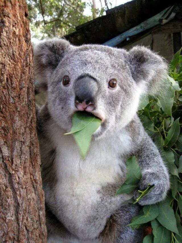 Koala - Diamond Art Dezigns