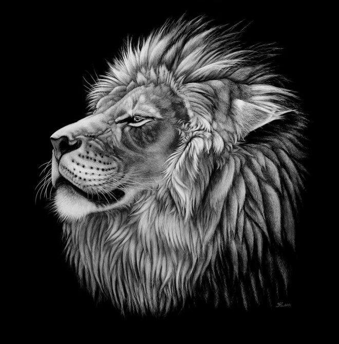 Lion Dream - Diamond Art Dezigns