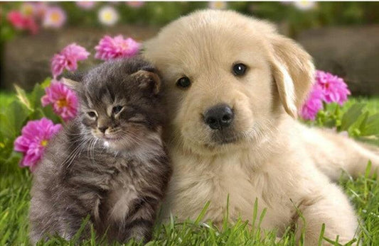 Puppy & Kitten - Diamond Art Dezigns