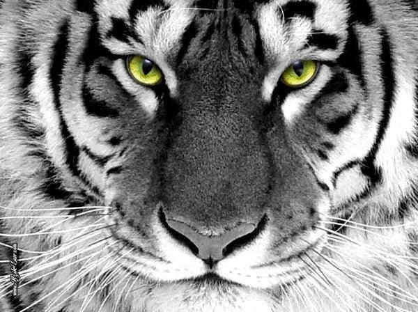 Tiger Eyes - Diamond Art Dezigns