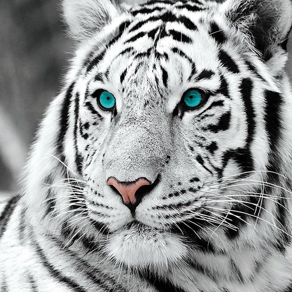 Tiger Eyes Blue - Diamond Art Dezigns